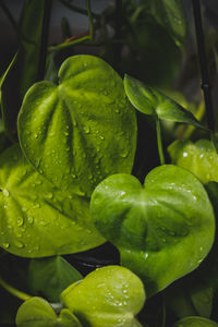 Close-up of wet plant