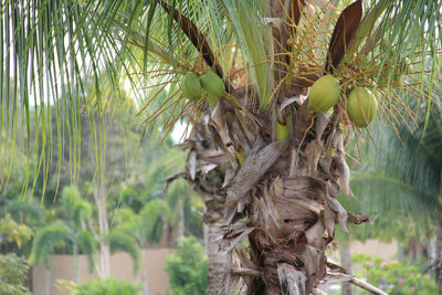 Close-up of plant against trees