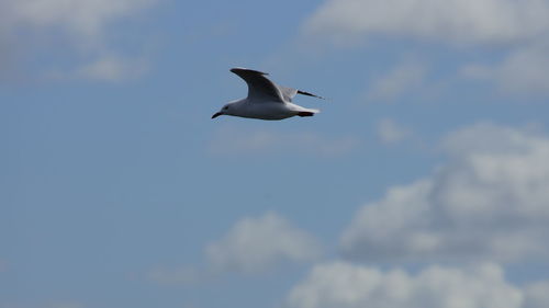 Low angle view of seagull flying in sky