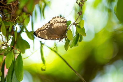 Close-up of butterfly on leaf