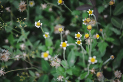 Close-up of yellow flowering plants