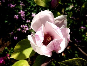 Close-up of pink flower