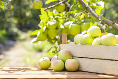 Close-up of fruits on table