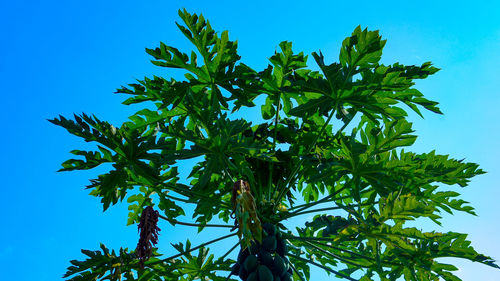 Low angle view of leaves against blue sky