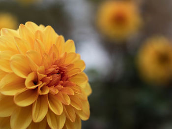 Close-up of yellow dahlia flower