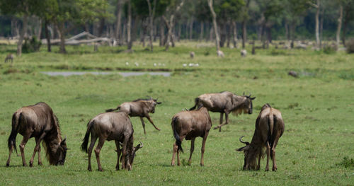 Wildebeest  grazing in a field