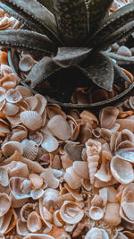 High angle view of shells in container