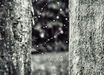 Close-up of water drops on spider web