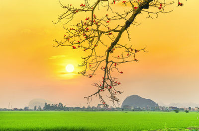 Scenic view of field against sky during sunset