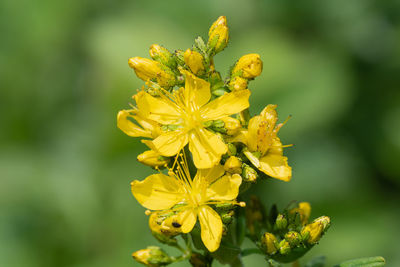 Close up of a saint johns wort plant in bloom