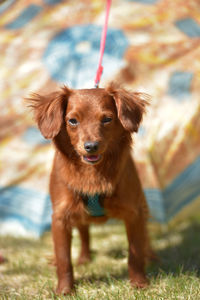 Portrait of dog standing on field