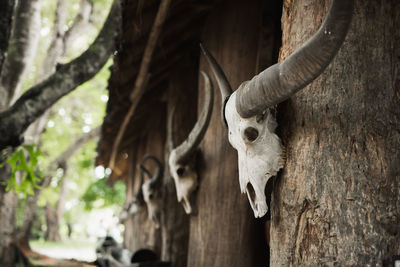 Close-up of animal skull hanging on tree trunk
