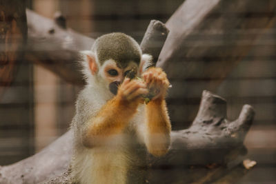 Close-up of monkey in zoo