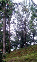 Low angle view of trees in forest