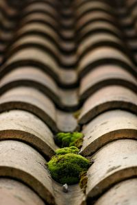 High angle view of moss on house roof