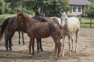 Horses standing in ranch