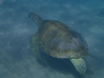 Close-up of turtle swimming in sea