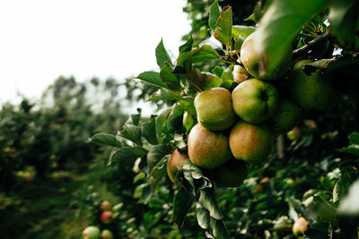 Ripe apples in orchard ready for harvesting