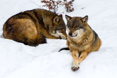 Wolves resting on snow covered field