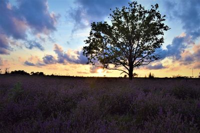 Silhouette tree on field against sky during sunset