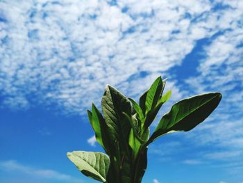 Low angle view of leaves against sky