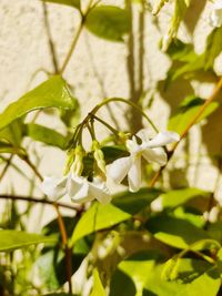 Close-up of white flowering plant