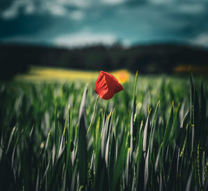Close-up of pink crocus flowers on field
