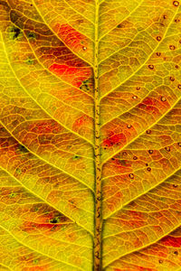 leaf