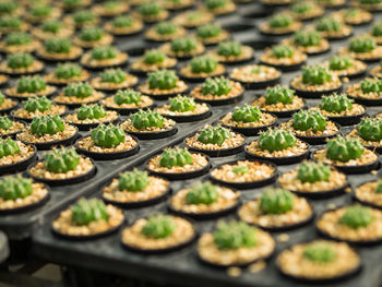 Close-up of succulent plants in seedling tray