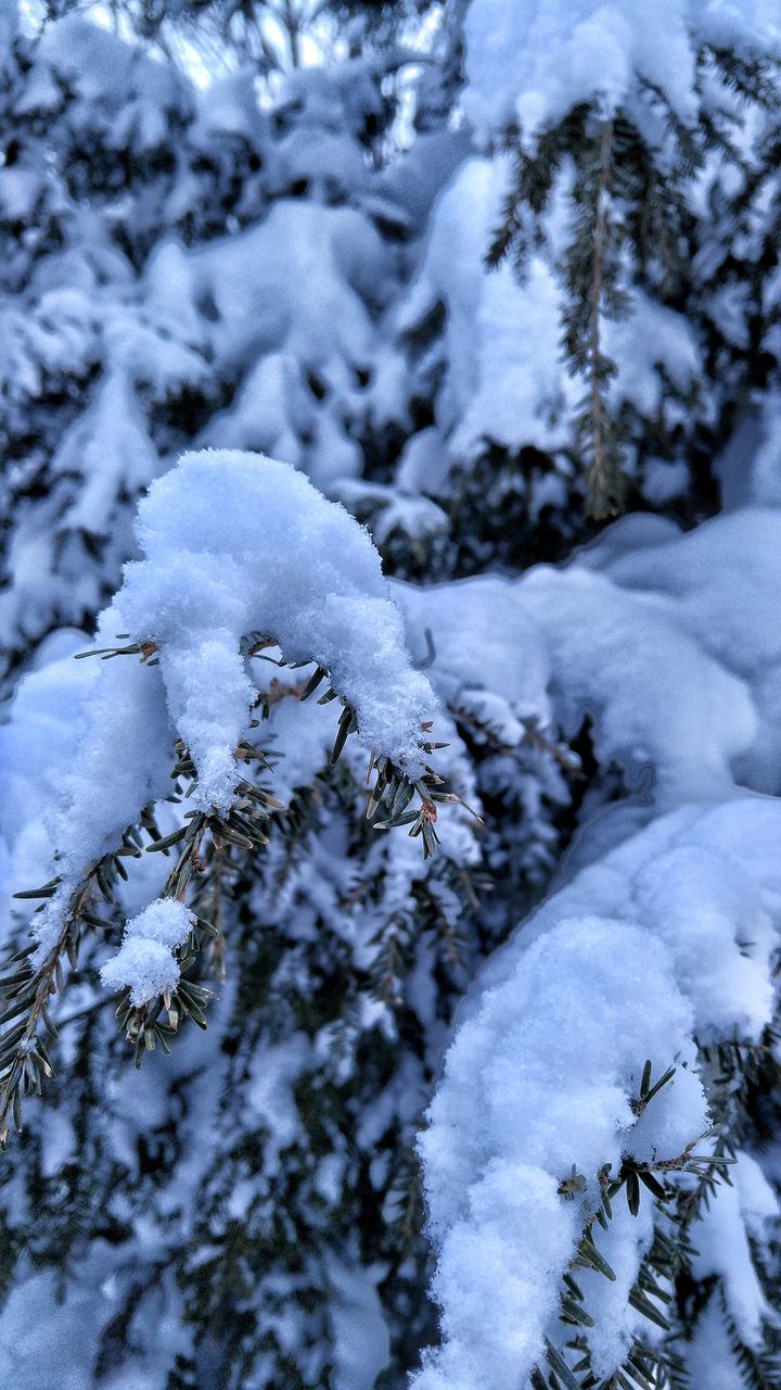 SNOW COVERED TREES DURING WINTER