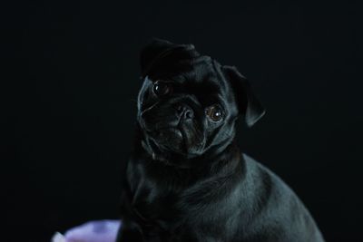 Close-up portrait of dog against black background