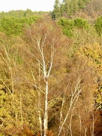 Plants growing on land in forest