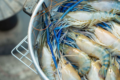 High angle view of fish in container