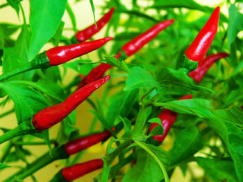 High angle view of red chili peppers