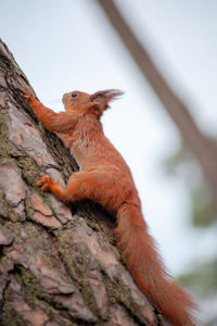 Low angle view of squirrel on tree