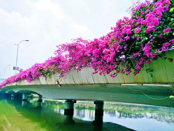 Pink flowers in park