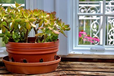 Close-up of potted plant on window sill