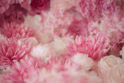 Full frame shot of pink flowers