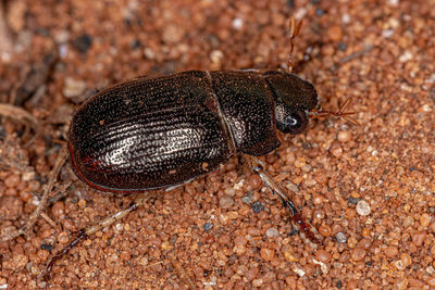 Close-up of insect on land