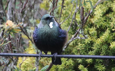 Close-up of bird perching on branch