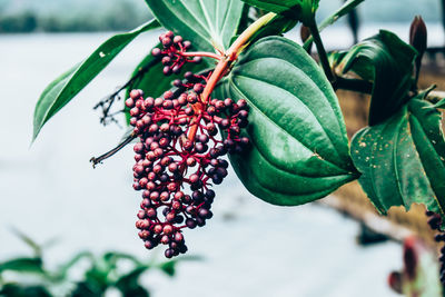 Close-up of berries growing on tree