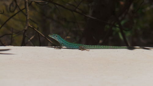 Close-up of lizard