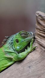 Close-up of sleeping iguana/lizard on wood 