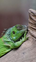 Close-up of lizard on wood