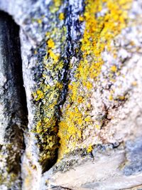 Close-up of moss on tree trunk