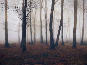 Trees in forest