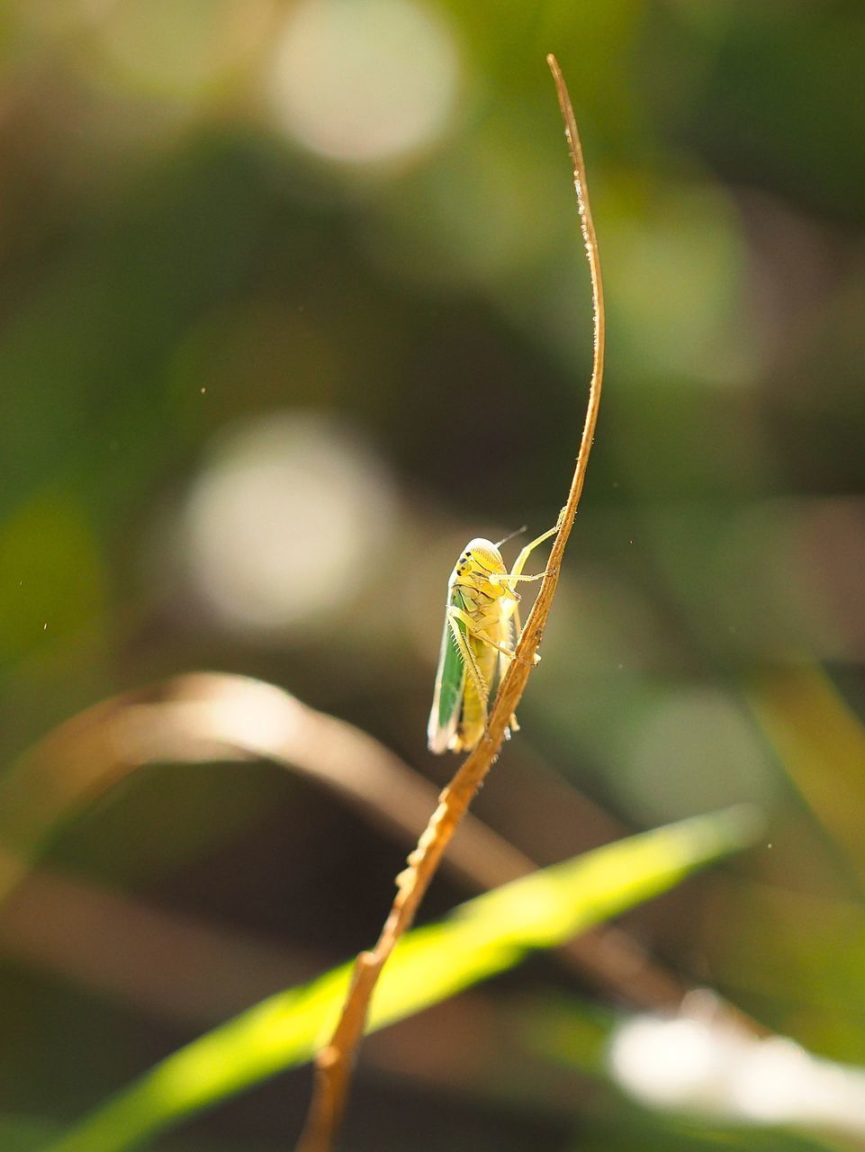 animal themes, invertebrate, one animal, animal, plant, animal wildlife, close-up, green color, animals in the wild, insect, day, focus on foreground, nature, no people, growth, beauty in nature, praying mantis, selective focus, outdoors, sunlight