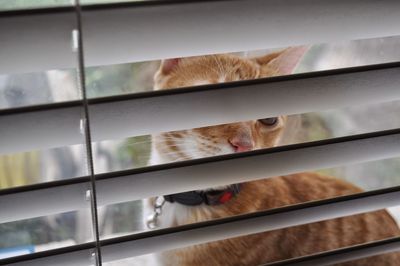 Close-up of cat on window