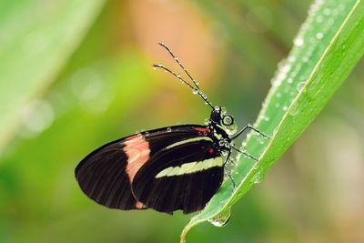 Close-up of insect on leaf