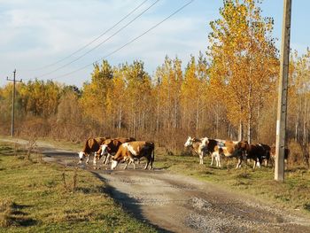 Cows grazing in a field